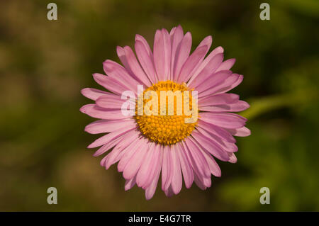 Mountain Daisy along Wonderland Trail in the Sunrise area of Mount Rainier National Park, Washington. Stock Photo
