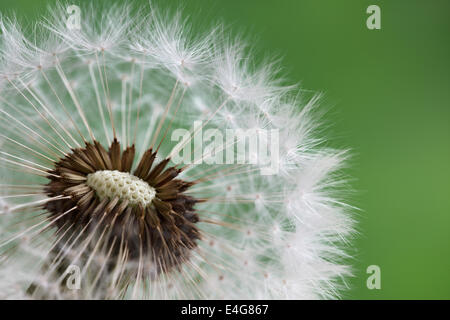 Dandelion clock in morning sun Stock Photo