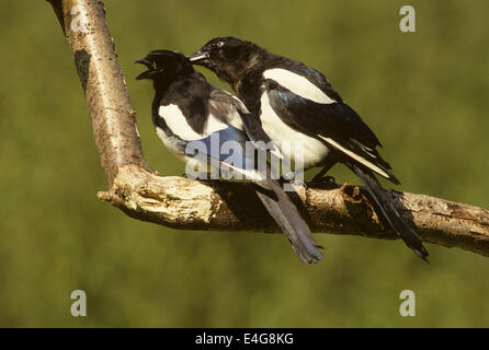 Two magpies arguing on a branch UK Stock Photo