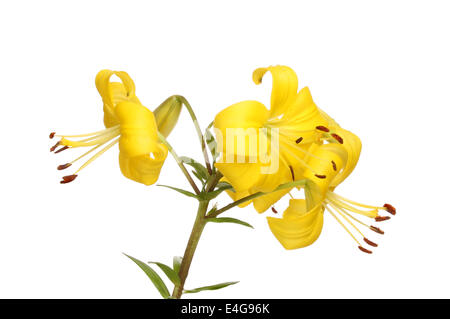 Yellow Asiatic lily flowers isolated against white Stock Photo