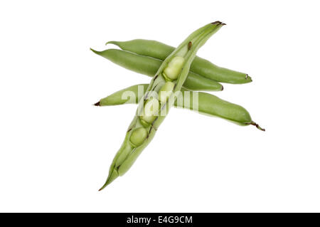Broad bean pods isolated against white Stock Photo