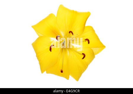 Closeup of a yellow Asiatic lily flower isolated against white Stock Photo