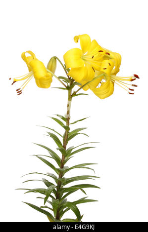 yellow Asiatic lily flowers and foliage isolated against white Stock Photo