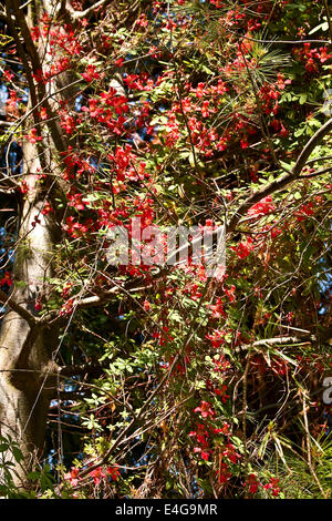 Red flowers on the Piraoeae Weymouth Pine Pinus Strobus tree inside the Dundee Botanical Gardens, UK Stock Photo