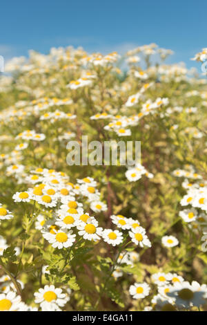Feverfew Tanacetum parthenium; syn. Chrysanthemum parthenium in full bloom in summer sunshine bees love it sunny blue sky Stock Photo