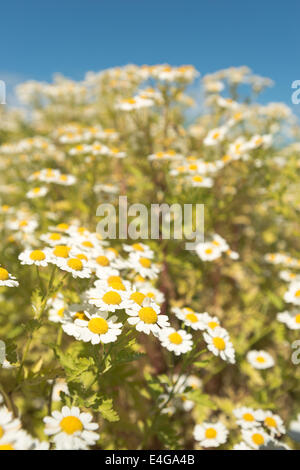 Feverfew Tanacetum parthenium; syn. Chrysanthemum parthenium in full bloom in summer sunshine bees love it sunny blue sky Stock Photo