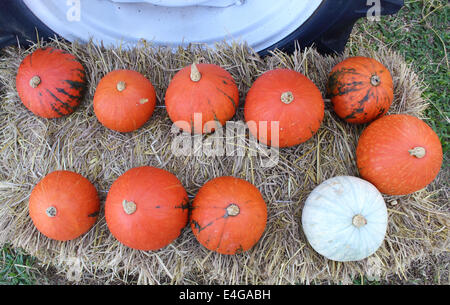 10 pumpkins on the straw Stock Photo