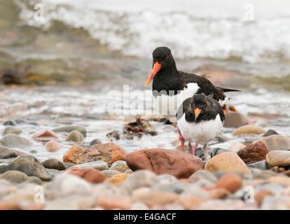 Oystercatcher Haematopus ostralegus with chick on shoreline of Moray Firth, Scotland Stock Photo