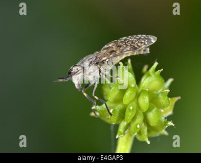 Cleg-fly - Haematopota pluvialis Stock Photo
