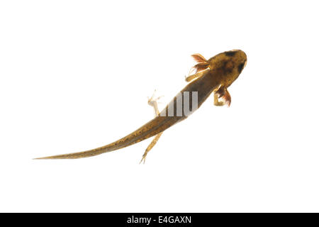 common smooth newt advanced larvae legs developing with external ...