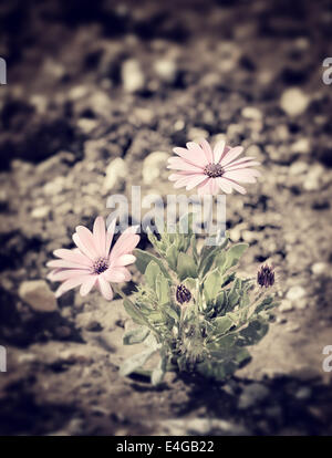 Grunge style photo of beautiful lonely daisy flowers bush growing in the soil on the field, fine art, retro style picture Stock Photo