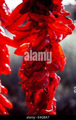 The sun shining through these translucent chili peppers makes them seem 'red hot' while drying outside a Mexican grocery in Scottsdale, Arizona, USA. Stock Photo