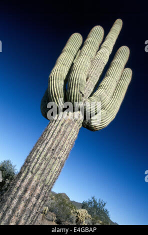 The saguaro cactus is the largest cactus found in the United States and can grow as tall as 40 to 60 feet (12 to 18 meters) and live up to 200 years.