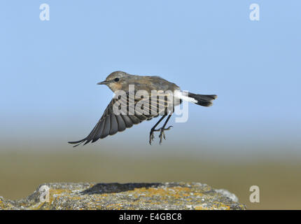 Northern Wheatear - Oenanthe oenanthe - moulting adult female. Stock Photo