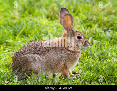 Sunlight reveals the veins in the tall translucent ears of this brush rabbit in the grassy backyard of a home in Southern California, USA. Stock Photo