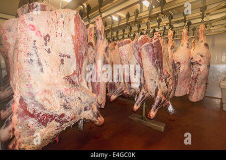 Sides of beef hanging in the refrigerator at Hopcott Meats, a shop selling beef from the Hopcott family farm Stock Photo