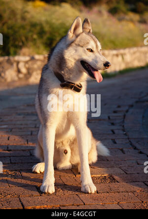 Husky dog at sunset, Capri island, Italy Stock Photo