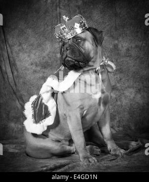 spoiled dog wearing king costume in black and white Stock Photo