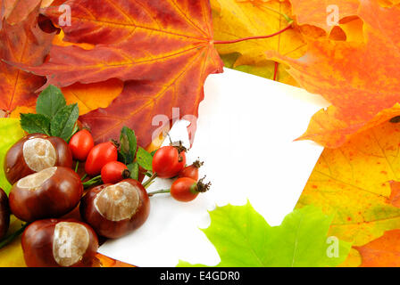 Maple tree chestnut hi-res stock photography and images - Alamy