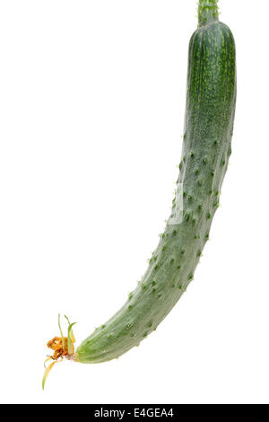 cucumber with dry flower on white background Stock Photo