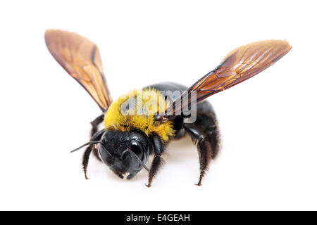 Carpenter bee Xylocopa pubescens on white background Stock Photo