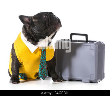 working dog - french bulldog with silly expression sitting beside briefcase Stock Photo