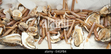 Food, razor clams with oysters on ice. Stock Photo