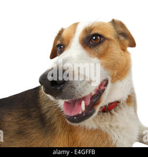 Mongrel stray dog isolated on white background Stock Photo - Alamy