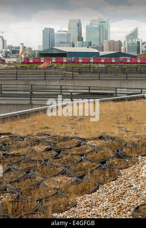 A green roof at the Crystal building which is the first building in the world to be awarded an outstanding BREEAM (BRE Environmental Assessment Method) rating and a LEED (Leadership in Energy and Environmental Design) platinum rating. London, UK. Stock Photo