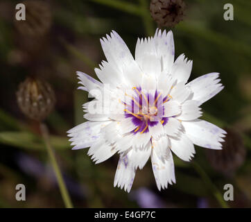 Macro image of a single flower of Catananche caerulea 'Amor White' Stock Photo