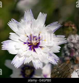 Macro image of a single flower of Catananche caerulea 'Amor White' Stock Photo