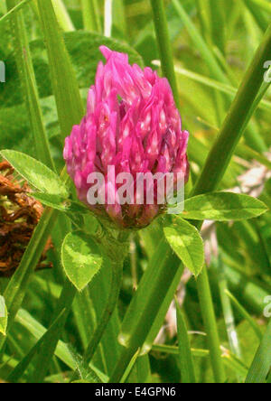 Red Clover (Trifolium pratense) is a species of clover native to Europe, Western Asia and Northwest Africa Stock Photo