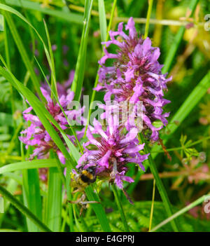 Betony (Stachys officinalis) wildflower used in the past for its medicinal and 'magical' properties as either a 'tea' or herbal Stock Photo