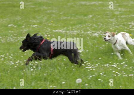 Two dogs running and chasing each other in a beautiful snowy nature ...