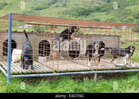 Border collie sheepdogs in farmyard pen, Great Britain, UK Stock Photo