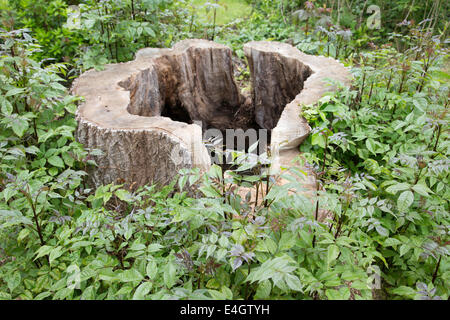 The hollowed out trunk of an old Ash tree with new sapling growth, England, UK Stock Photo