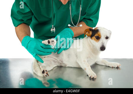 Veterinarian examines the dog's hip on white background Stock Photo