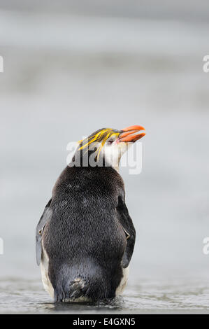 Royal Penguin (Eudyptes schlegeli) standing in the water on Macquarie Island, sub Antarctic waters of Australia. Stock Photo