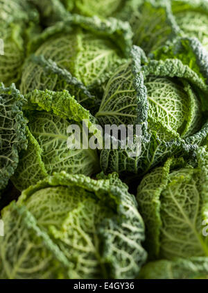 Cabbage, Savoy cabbage, Brassica oleracea capitata v. subauda. Stock Photo