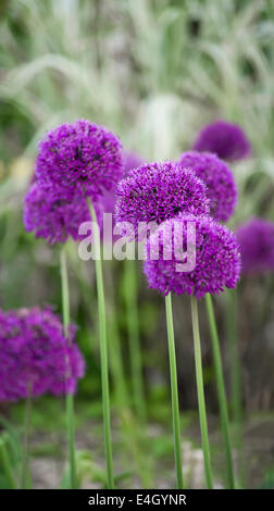 Allium, Allium Hollandicum 'Purple Sensation'. Stock Photo