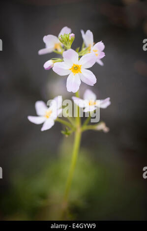 Water violet, Hottonia palustris. Stock Photo