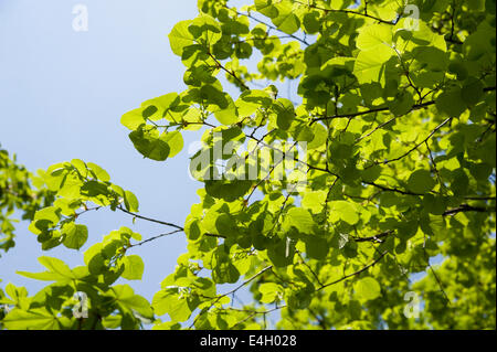 Linden, Lime tree, Tilia x europaea. Stock Photo