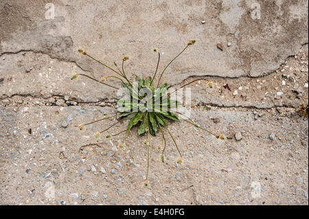 Plantain, Ribwort, Plantago lanceolata. Stock Photo