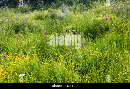 Orchid, Loose-Flowered Orchid, Anacamptis laxiflora. Stock Photo