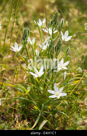 Star-of-Bethlehem, Ornithogalum umbellatum. Stock Photo