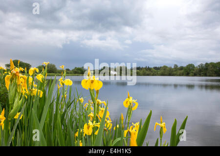 Yellow Flag Iris growing on the banks of a lake. England, UK Stock Photo
