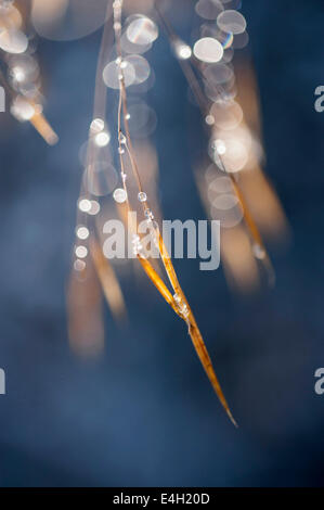 Golden oats, Stipa gigantea. Stock Photo