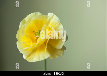 Ranunculus, Persian ranunculus, Ranunculus asiaticus cultivar. Stock Photo