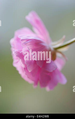 Ranunculus, Persian ranunculus, Ranunculus asiaticus cultivar. Stock Photo