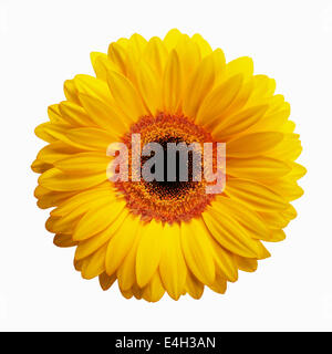 Gerbera, Barberton daisy, Gerbera jamesonii cultivar. Stock Photo